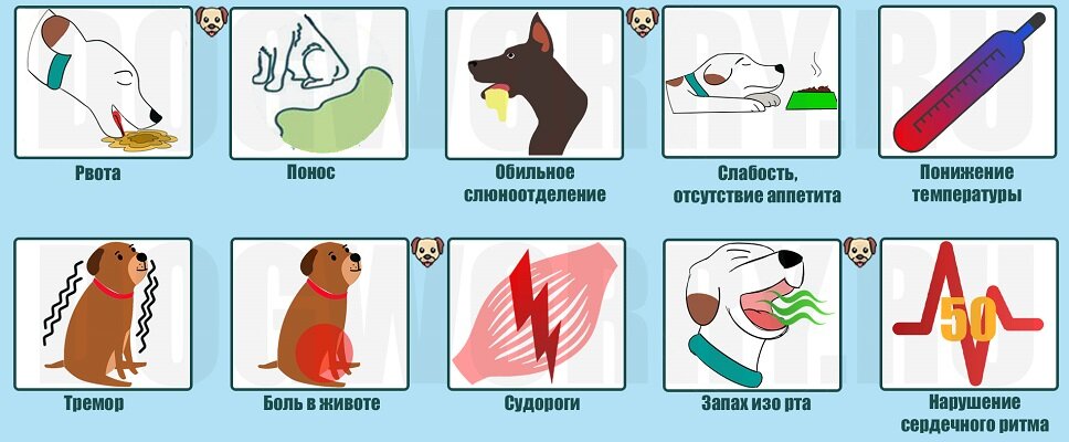 Пищевые отравления у собак: симптомы, первая помощь и лечение